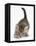 Cute Playful Tabby Kitten, Stanley, 6 Weeks Old-Mark Taylor-Framed Stretched Canvas