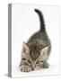 Cute Playful Tabby Kitten, Stanley, 6 Weeks Old-Mark Taylor-Stretched Canvas