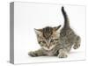 Cute Playful Tabby Kitten, Stanley, 6 Weeks Old-Mark Taylor-Stretched Canvas