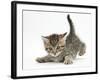 Cute Playful Tabby Kitten, Stanley, 6 Weeks Old-Mark Taylor-Framed Photographic Print