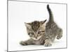 Cute Playful Tabby Kitten, Stanley, 6 Weeks Old-Mark Taylor-Mounted Photographic Print