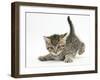 Cute Playful Tabby Kitten, Stanley, 6 Weeks Old-Mark Taylor-Framed Photographic Print