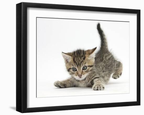 Cute Playful Tabby Kitten, Stanley, 6 Weeks Old-Mark Taylor-Framed Photographic Print