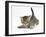 Cute Playful Tabby Kitten, Stanley, 6 Weeks Old-Mark Taylor-Framed Photographic Print