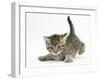 Cute Playful Tabby Kitten, Stanley, 6 Weeks Old-Mark Taylor-Framed Photographic Print