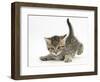 Cute Playful Tabby Kitten, Stanley, 6 Weeks Old-Mark Taylor-Framed Photographic Print