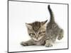 Cute Playful Tabby Kitten, Stanley, 6 Weeks Old-Mark Taylor-Mounted Photographic Print