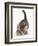 Cute Playful Tabby Kitten, Stanley, 6 Weeks Old-Mark Taylor-Framed Photographic Print