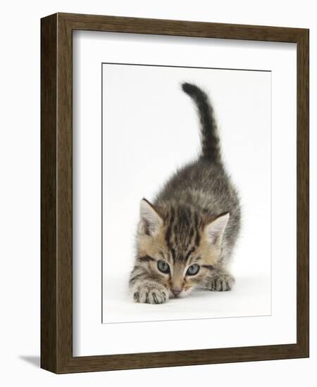 Cute Playful Tabby Kitten, Stanley, 6 Weeks Old-Mark Taylor-Framed Photographic Print