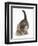 Cute Playful Tabby Kitten, Stanley, 6 Weeks Old-Mark Taylor-Framed Photographic Print