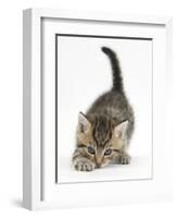 Cute Playful Tabby Kitten, Stanley, 6 Weeks Old-Mark Taylor-Framed Photographic Print