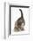 Cute Playful Tabby Kitten, Stanley, 6 Weeks Old-Mark Taylor-Framed Photographic Print