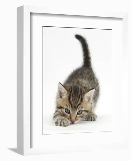 Cute Playful Tabby Kitten, Stanley, 6 Weeks Old-Mark Taylor-Framed Photographic Print