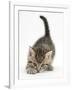 Cute Playful Tabby Kitten, Stanley, 6 Weeks Old-Mark Taylor-Framed Photographic Print