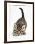 Cute Playful Tabby Kitten, Stanley, 6 Weeks Old-Mark Taylor-Framed Photographic Print