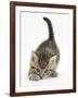 Cute Playful Tabby Kitten, Stanley, 6 Weeks Old-Mark Taylor-Framed Photographic Print