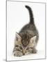 Cute Playful Tabby Kitten, Stanley, 6 Weeks Old-Mark Taylor-Mounted Photographic Print