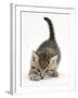 Cute Playful Tabby Kitten, Stanley, 6 Weeks Old-Mark Taylor-Framed Photographic Print