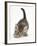 Cute Playful Tabby Kitten, Stanley, 6 Weeks Old-Mark Taylor-Framed Photographic Print