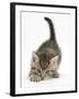 Cute Playful Tabby Kitten, Stanley, 6 Weeks Old-Mark Taylor-Framed Photographic Print