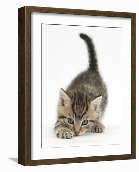 Cute Playful Tabby Kitten, Stanley, 6 Weeks Old-Mark Taylor-Framed Photographic Print