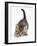 Cute Playful Tabby Kitten, Stanley, 6 Weeks Old-Mark Taylor-Framed Photographic Print