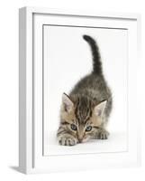 Cute Playful Tabby Kitten, Stanley, 6 Weeks Old-Mark Taylor-Framed Photographic Print