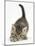 Cute Playful Tabby Kitten, Stanley, 6 Weeks Old-Mark Taylor-Mounted Photographic Print