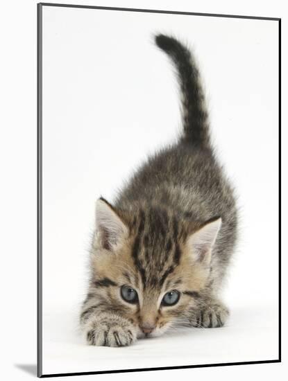 Cute Playful Tabby Kitten, Stanley, 6 Weeks Old-Mark Taylor-Mounted Photographic Print