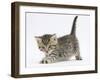 Cute Playful Tabby Kitten, Stanley, 6 Weeks Old-Mark Taylor-Framed Photographic Print