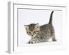 Cute Playful Tabby Kitten, Stanley, 6 Weeks Old-Mark Taylor-Framed Photographic Print