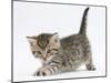 Cute Playful Tabby Kitten, Stanley, 6 Weeks Old-Mark Taylor-Mounted Photographic Print