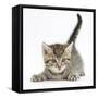 Cute Playful Tabby Kitten, Stanley, 6 Weeks-Mark Taylor-Framed Stretched Canvas