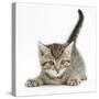 Cute Playful Tabby Kitten, Stanley, 6 Weeks-Mark Taylor-Stretched Canvas