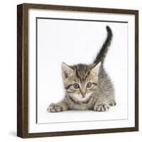 Cute Playful Tabby Kitten, Stanley, 6 Weeks-Mark Taylor-Framed Photographic Print