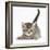 Cute Playful Tabby Kitten, Stanley, 6 Weeks-Mark Taylor-Framed Photographic Print