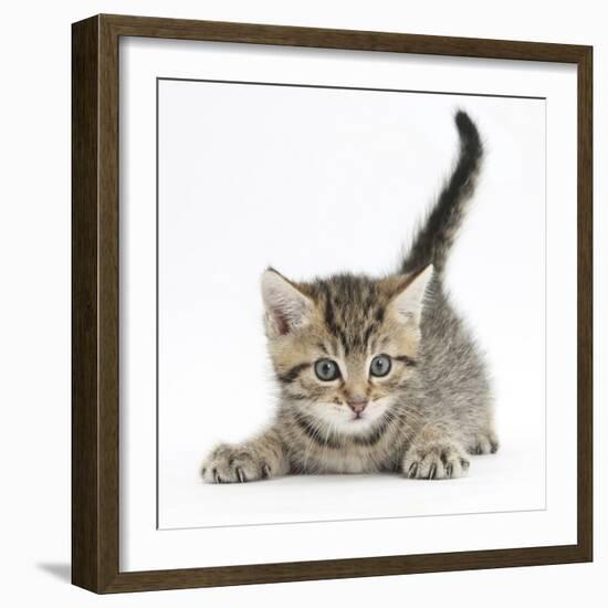 Cute Playful Tabby Kitten, Stanley, 6 Weeks-Mark Taylor-Framed Photographic Print