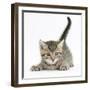 Cute Playful Tabby Kitten, Stanley, 6 Weeks-Mark Taylor-Framed Photographic Print
