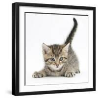 Cute Playful Tabby Kitten, Stanley, 6 Weeks-Mark Taylor-Framed Photographic Print