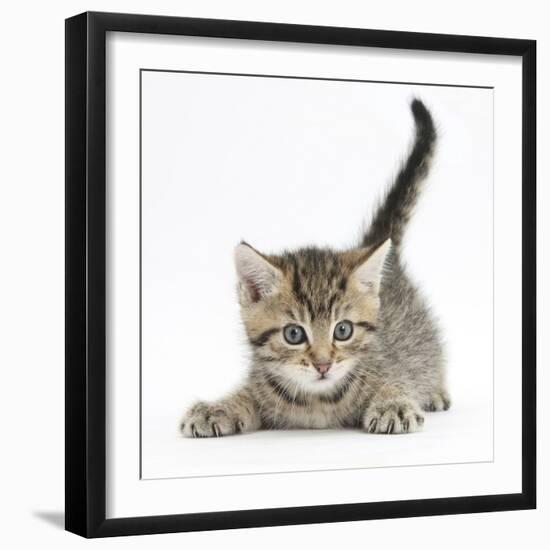 Cute Playful Tabby Kitten, Stanley, 6 Weeks-Mark Taylor-Framed Photographic Print