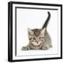 Cute Playful Tabby Kitten, Stanley, 6 Weeks-Mark Taylor-Framed Photographic Print