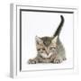 Cute Playful Tabby Kitten, Stanley, 6 Weeks-Mark Taylor-Framed Photographic Print