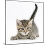 Cute Playful Tabby Kitten, Stanley, 6 Weeks-Mark Taylor-Mounted Photographic Print