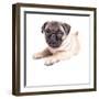 Cute Pug Puppy-Edward M. Fielding-Framed Photographic Print