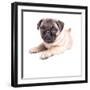 Cute Pug Puppy-Edward M. Fielding-Framed Photographic Print