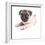 Cute Pug Puppy-Edward M. Fielding-Framed Photographic Print