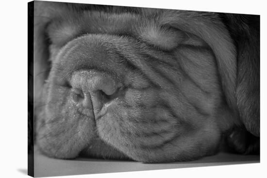 Cute Puppy - Dogue De Bordeaux-Willee Cole-Stretched Canvas