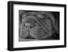 Cute Puppy - Dogue De Bordeaux-Willee Cole-Framed Photographic Print