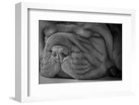 Cute Puppy - Dogue De Bordeaux-Willee Cole-Framed Photographic Print