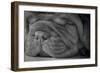 Cute Puppy - Dogue De Bordeaux-Willee Cole-Framed Photographic Print